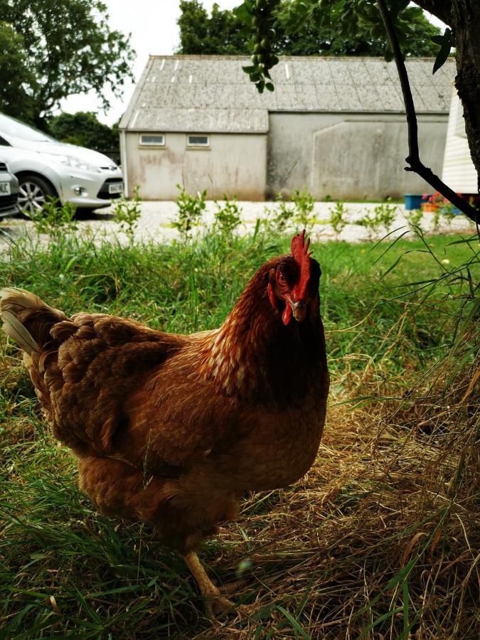 Rosebud Flower Farm Caravan Stay Countryside And Coast Penzance Eksteriør bilde